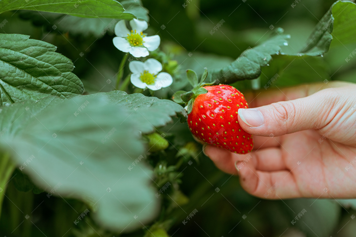 12月合肥人可去长丰摘草莓 附合肥到长丰摘草莓线路__万家热线-安徽门户网站