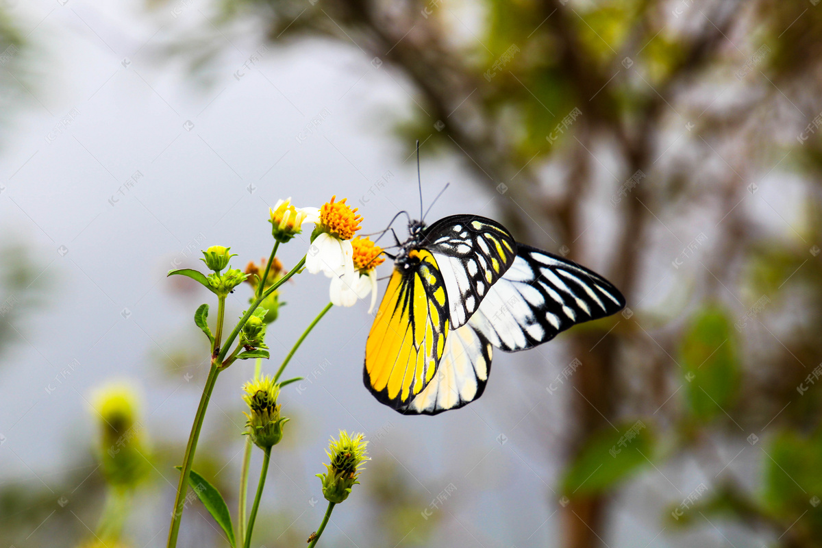蝴蝶和黄色百合花 - 优美图库