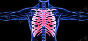C4D创意医疗胸骨人体骨骼结构