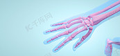 人体手掌骨骼图片