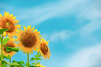 向日葵夏季向阳花公园赏花摄影图配图