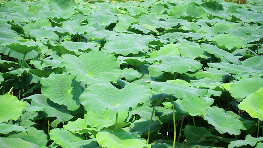 夏天池塘绿色荷叶随风摇摆自然风景实拍