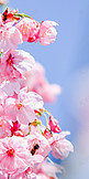 满树粉红樱花手机壁纸