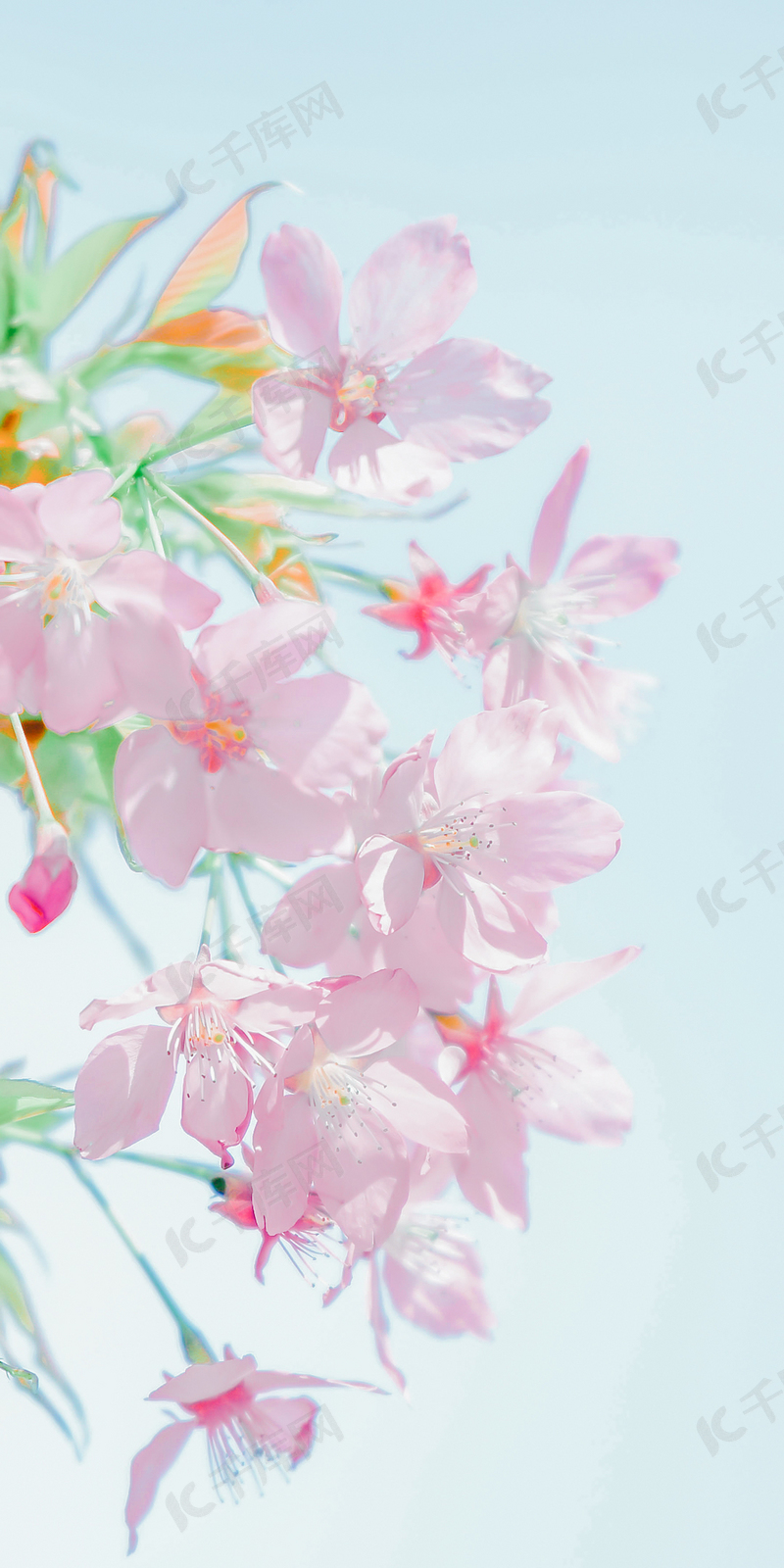 绿叶粉花可爱樱花手机壁纸背景图片免费下载 海报banner 高清大图 千库网 图片编号
