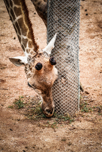 长颈鹿野生动物低头吃草摄影图配图