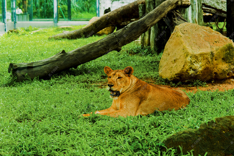 广州广州动物园一只美洲狮趴在草地上歇息摄影图配图