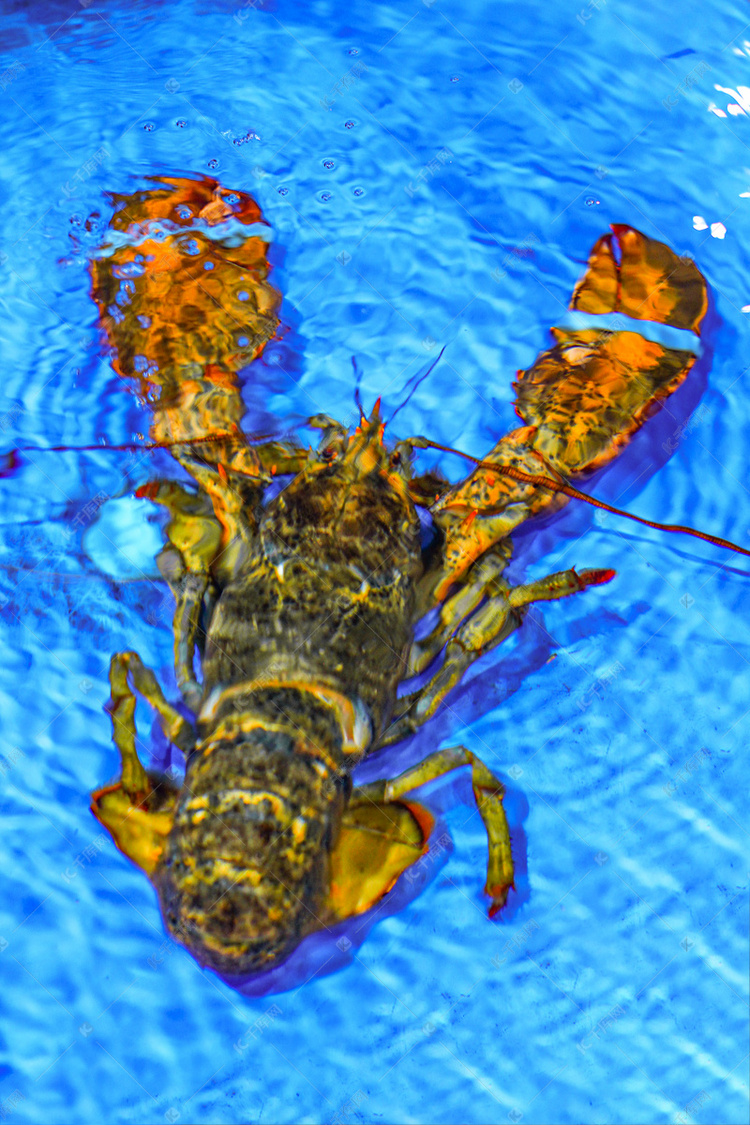 美食海洋水产龙虾澳洲龙虾蓝色背景摄影图配图高清摄影大图-千库网