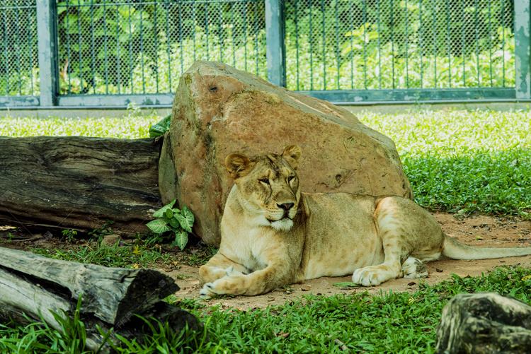 广州广州动物园一只非洲狮趴在草地乘凉摄影图配图