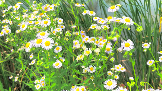 唯美雏菊路边野花小菊花一年蓬