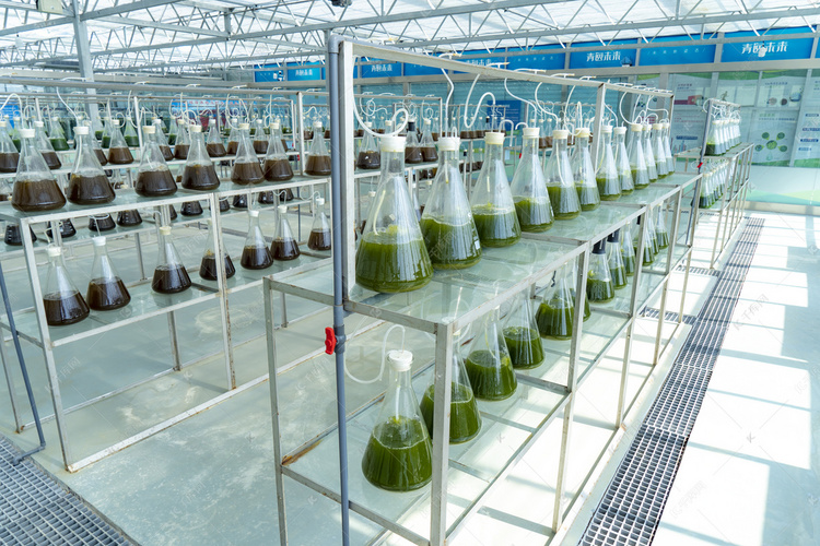 海藻养殖白天养殖瓶室内参观摄影图配图