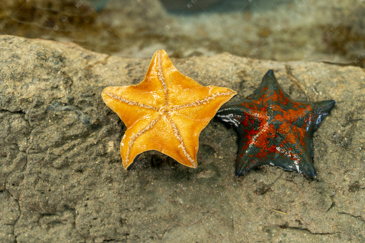 动物世界白天海燕海星展厅旅游摄影图配图