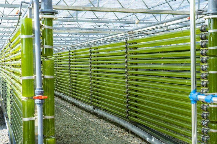 海藻养殖白天养殖管道室内参观摄影图配图