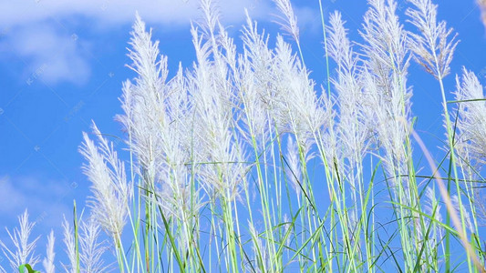 唯美风光芦苇飘荡意境