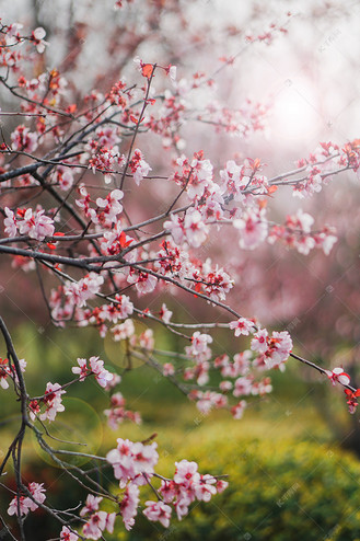 春天中午桃花朵朵绽放摄影图配图