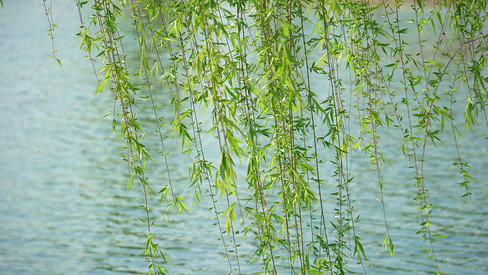 河流旁随风飘动的柳树枝条