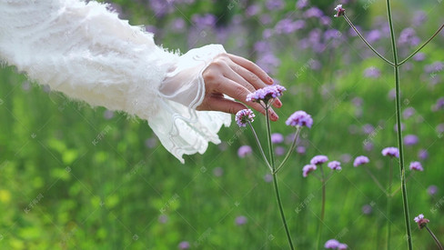 美女手抚摸鲜花花朵