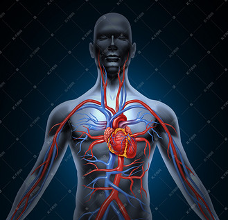 人体结构透视图