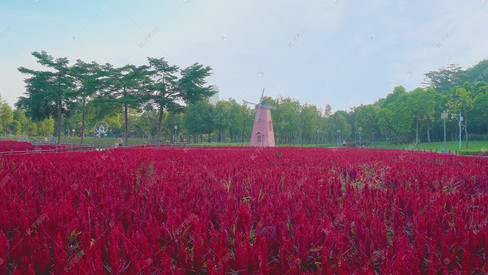 红色穗冠自然花海夏季夏日夏天风景自然风景花朵花儿