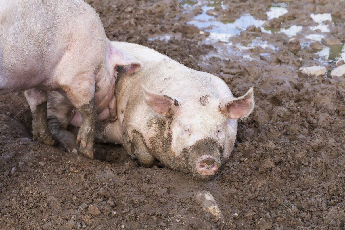 Two Fat Pink Pigs Sleep Hay Straw Pig Breeding Farm Stock Photo by ©Irrmago 238355452
