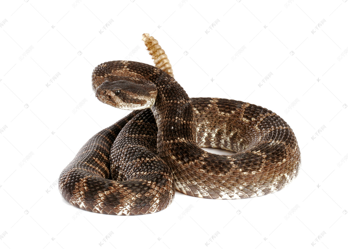 锦蛇蛇尾图片素材-编号13780087-图行天下