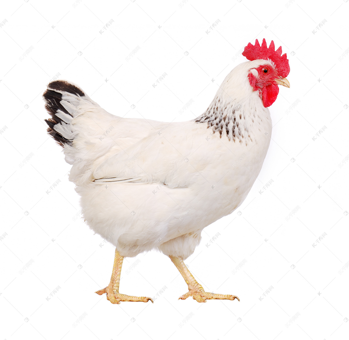 超过 100 张关于“肖像母鸡”和“母鸡”的免费图片 - Pixabay