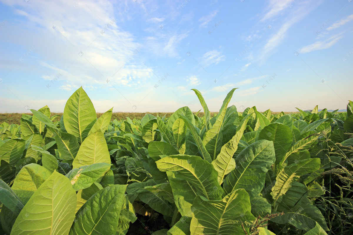 烟叶栽培种植技术