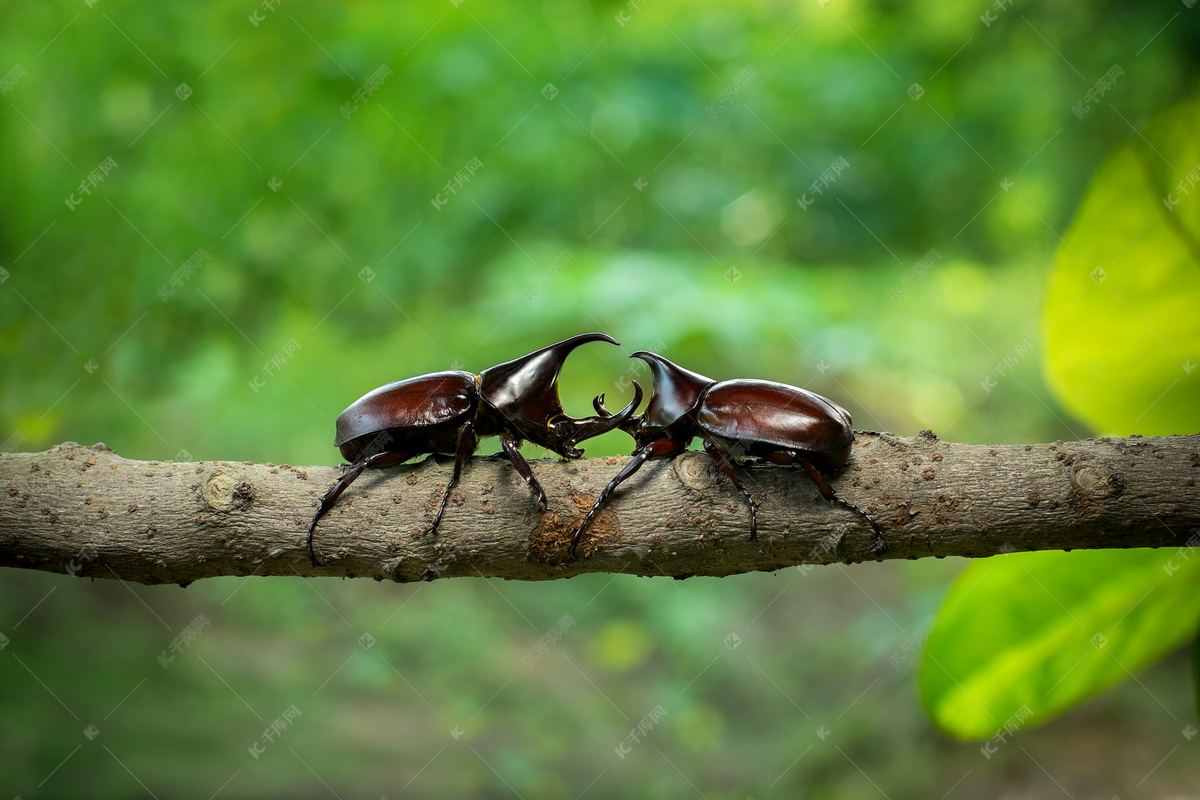中国最大甲虫种类现身四川青城山_四川在线
