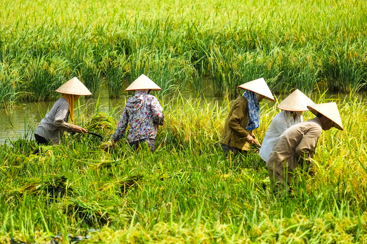 实拍：普通越南人的真实生活