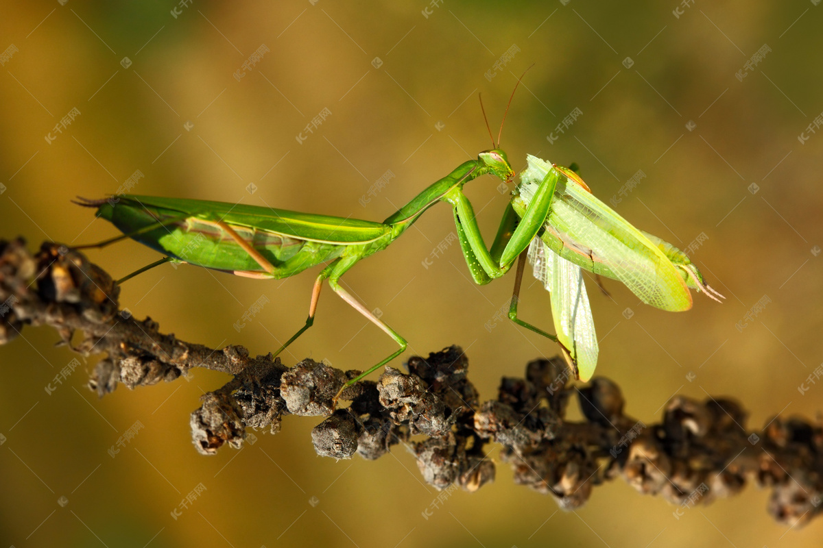 【螳螂是益虫还是害虫】螳螂养殖_螳螂的生长繁殖-聚土网