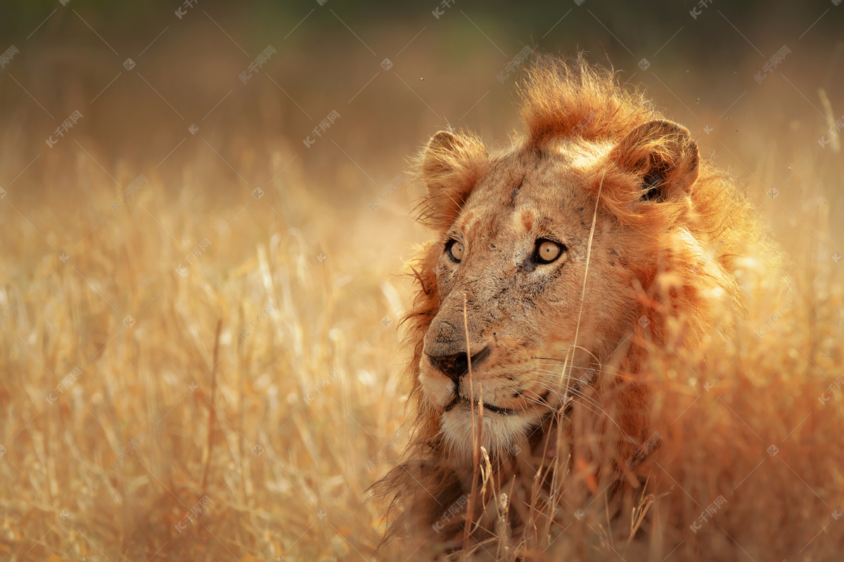 非洲草原上的母狮