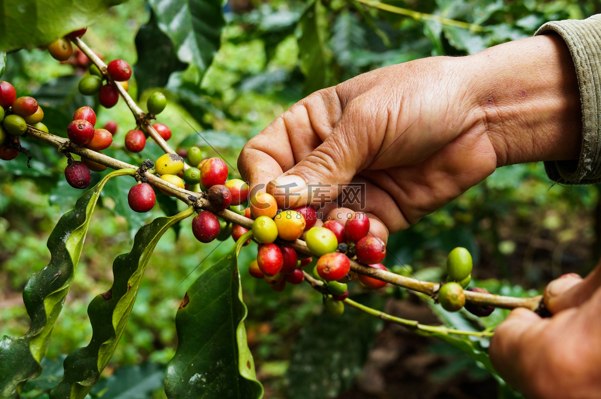 肯尼亚迎来咖啡豆收获季_鲁伊鲁