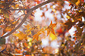 秋季秋天枫叶林摄影图