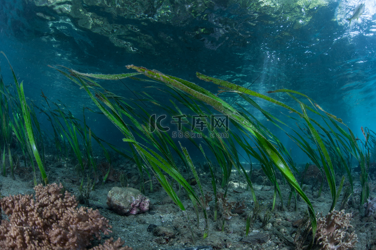 Море с водорослями - 83 фото