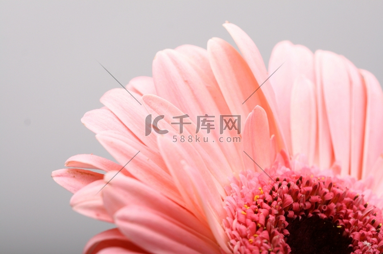 粉色非洲菊在白色微距特写花卉鲜花特写高清摄影大图 千库网