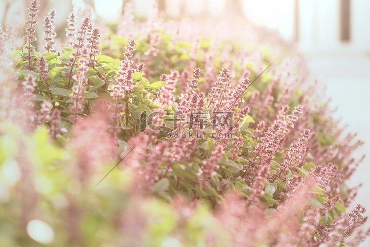 花园里的薄荷花高清摄影大图 千库网