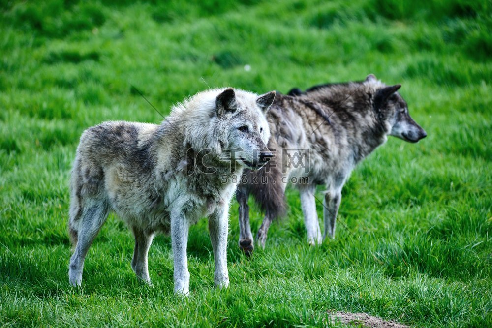 剖析森林狼进攻节奏与球员角色分配 如何最大化唐斯与爱德华兹的影响力