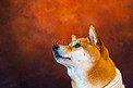 宠物狗柴犬红色背景摄影图