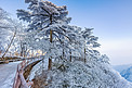 栏杆松树和白雪摄影图