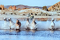 水中马奔跑摄影图