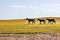 马和草原摄影图