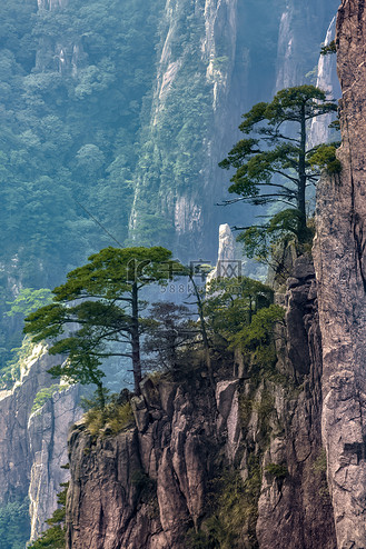 松树石头和山峰摄影图
