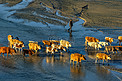 牛群和小河摄影图