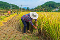 秋天农民收割稻子上午一个人户外收割摄影图配图