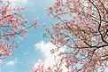 樱花春季春分蓝天花朵摄影图配图