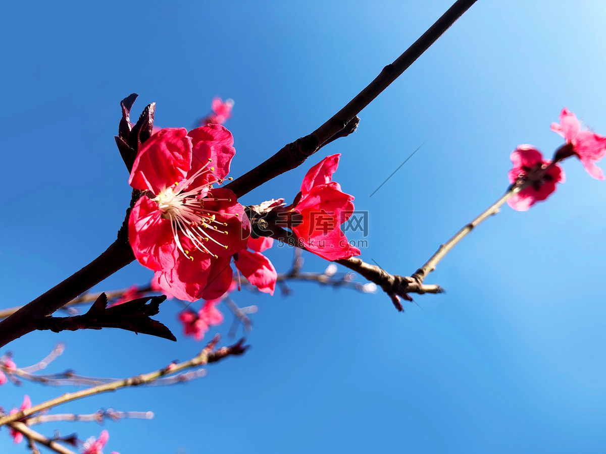 梅花春天梅花花园开花摄影图配图高清摄影大图-千库网