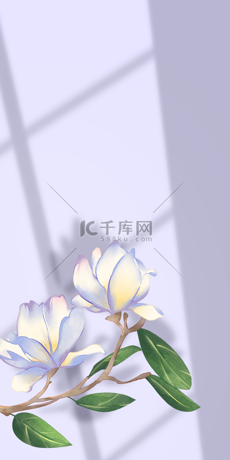 花卉与阴影白色花朵叶片背景