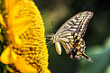 长沙百果园早晨彩色蝴蝶向日葵蝴蝶摄影图配图