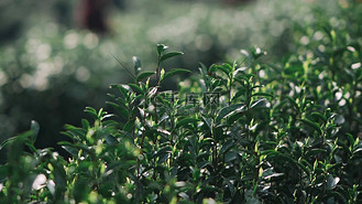 春天山上长势良好的茶叶农业经济