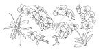 一套孤立的兰花分支在5样式设置2。可爱的手绘花矢量插图黑色轮廓和白色的背景白平面.