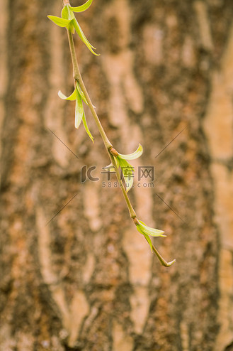 柳树发芽春天柳芽户外发芽摄影图配图